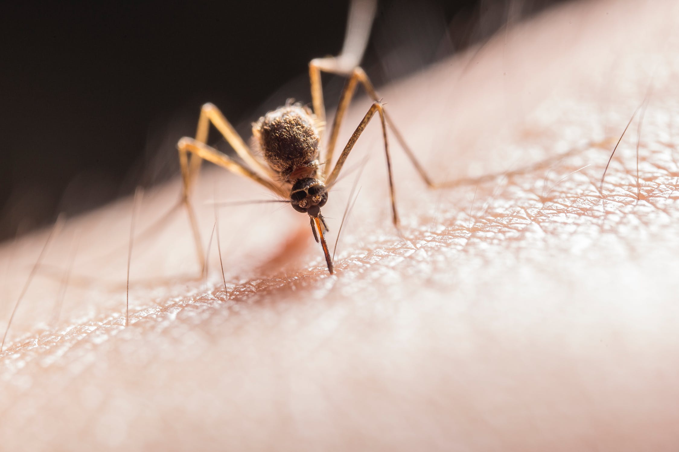 waar komen muggen op af